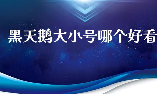 黑天鹅大小号哪个好看_https://wap.lxcailiao.com_融资担保_第1张