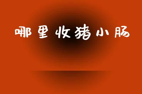 哪里收猪小肠_https://wap.lxcailiao.com_融资担保_第1张