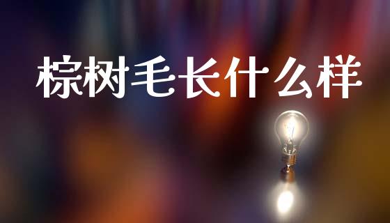 棕树毛长什么样_https://wap.lxcailiao.com_金融监管_第1张