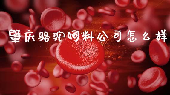 肇庆骆驼饲料公司怎么样_https://wap.lxcailiao.com_融资担保_第1张